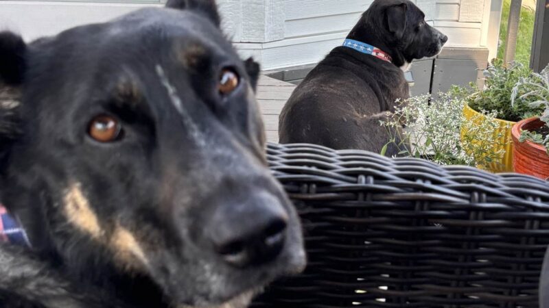 DoggSense Behavior & Training Co. - ,