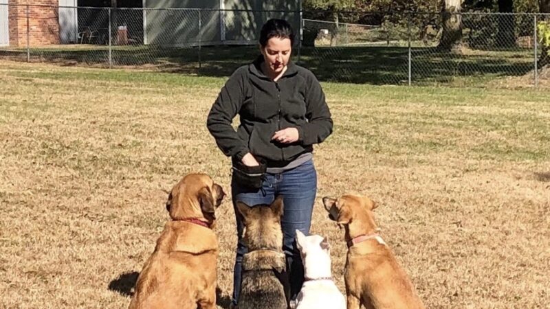 DoggSense Behavior & Training Co. - ,