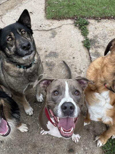 DoggSense Behavior & Training Co. - ,