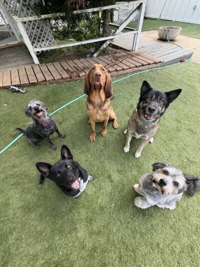 DoggSense Behavior & Training Co. - ,