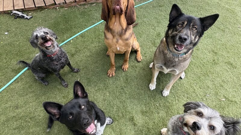 DoggSense Behavior & Training Co. - ,