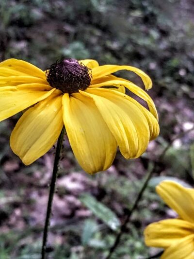 Dora Walking Track - Dora, AL