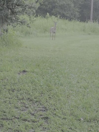 Dover Horse Trails - Dover, FL