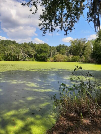 Dover Horse Trails - Dover, FL