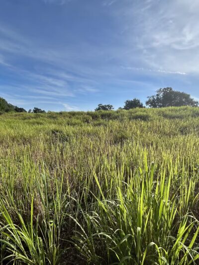 Dover Horse Trails - Dover, FL