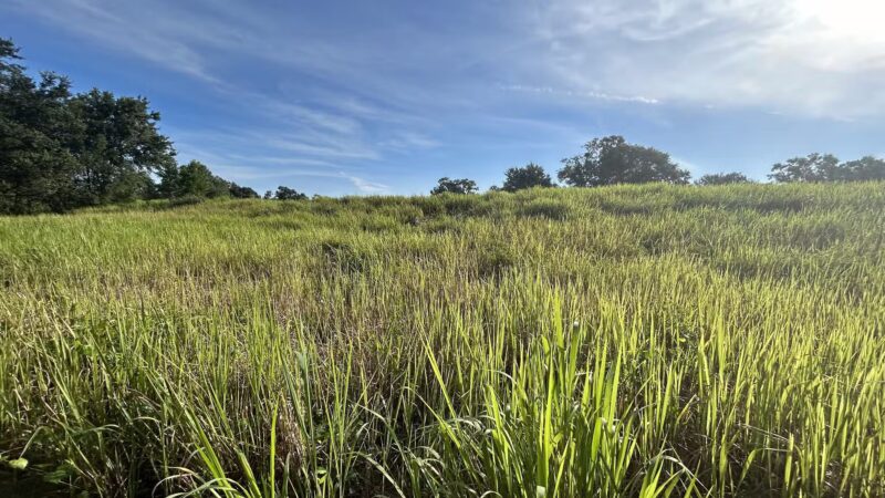 Dover Horse Trails - Dover, FL