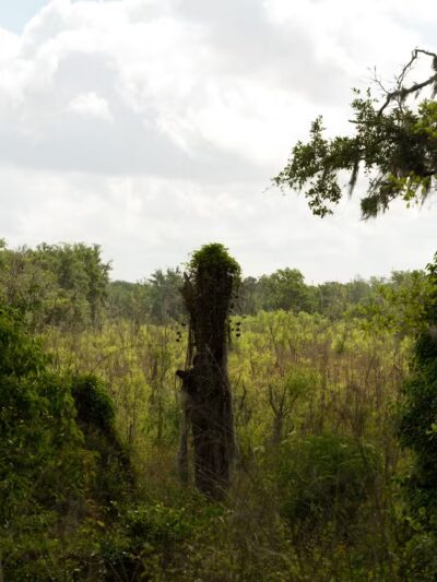 SYDNEY DOVER TRAILS - Dover, FL