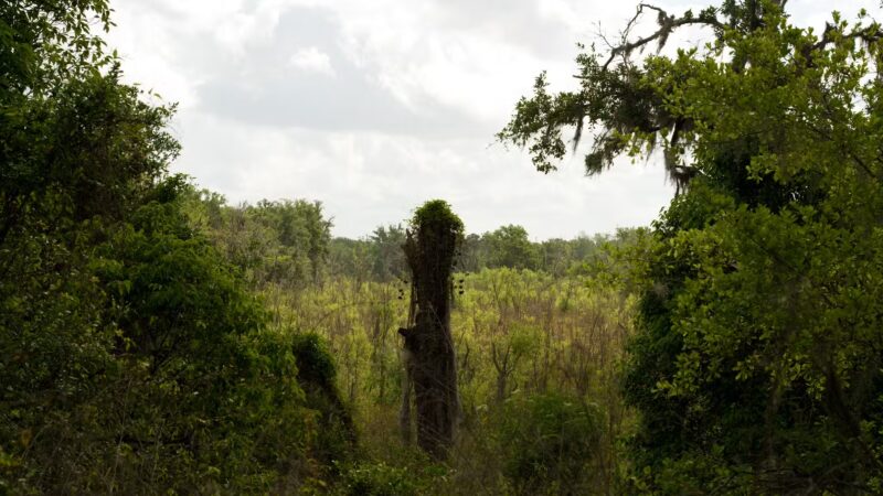 SYDNEY DOVER TRAILS - Dover, FL