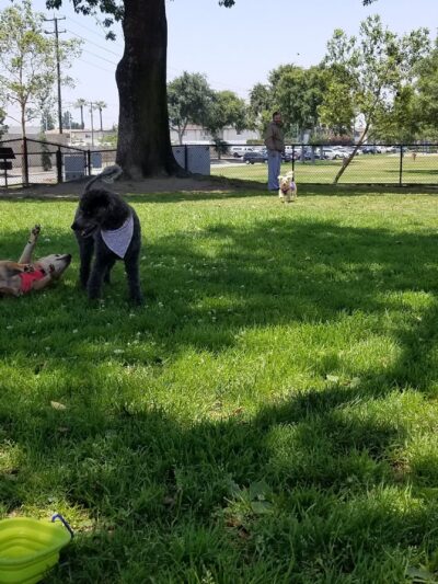 Rio San Gabriel Dog Park - Downey, CA