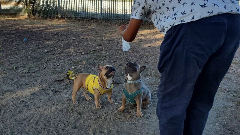Rio San Gabriel Dog Park - Downey, CA