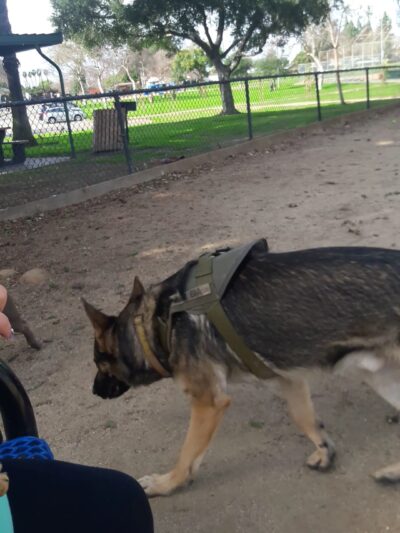 Rio San Gabriel Dog Park - Downey, CA