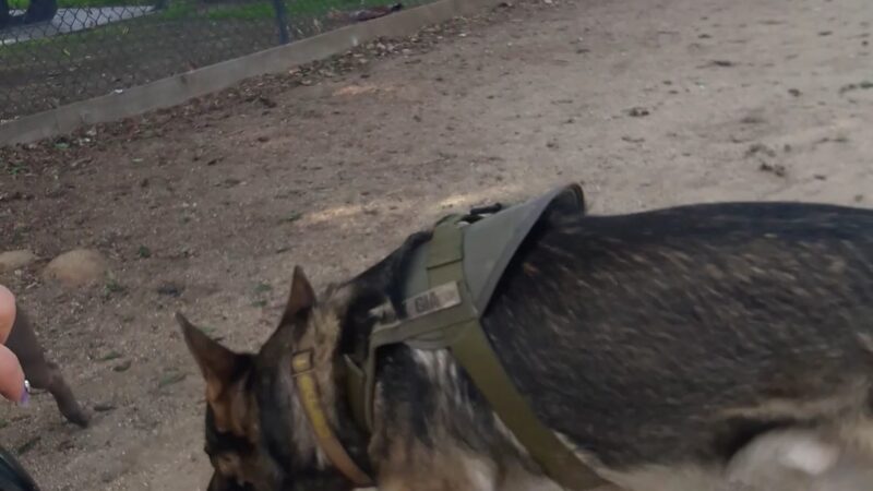 Rio San Gabriel Dog Park - Downey, CA