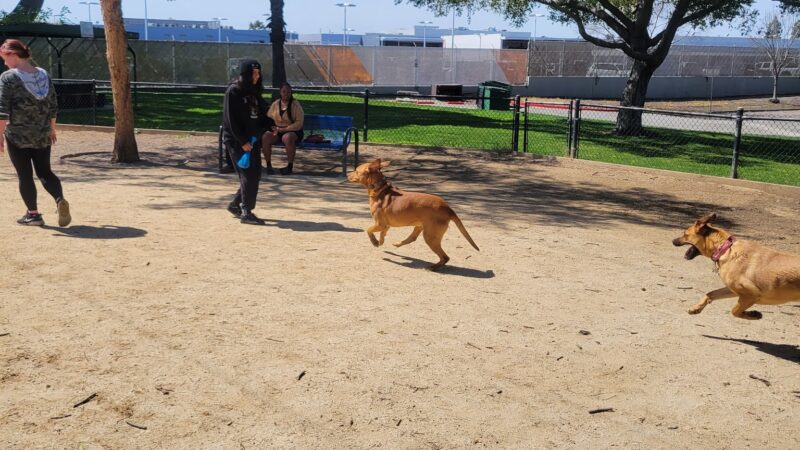 Rio San Gabriel Dog Park - Downey, CA