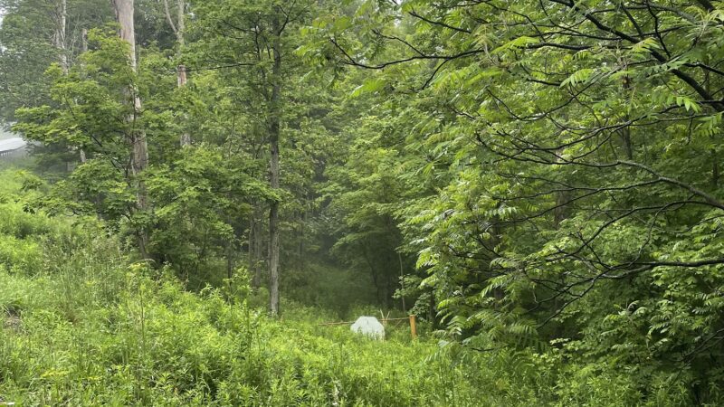 Cat Hollow Trail Head Parking - Downsville, NY