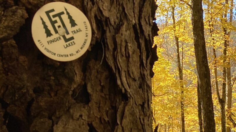 Cat Hollow Trail Head Parking - Downsville, NY