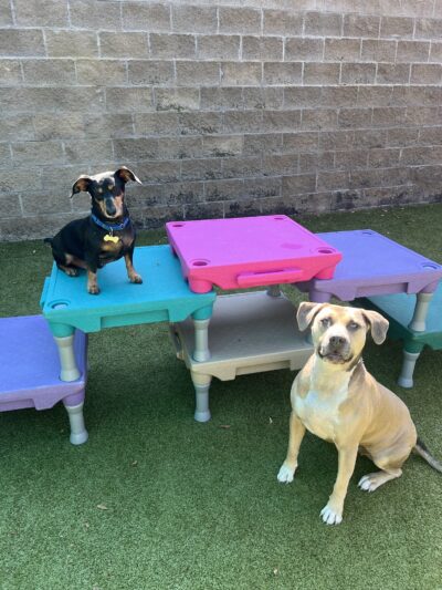 Petite Paws Pet Hotel - Dubach, LA