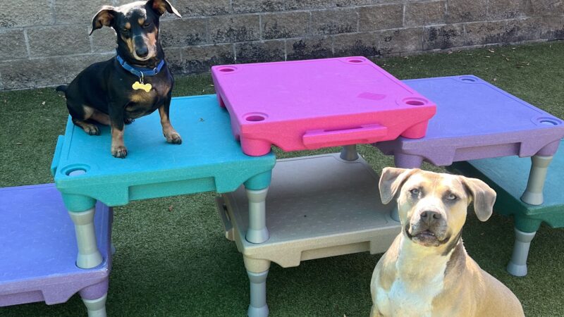 Petite Paws Pet Hotel - Dubach, LA