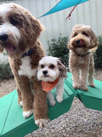 Petite Paws Pet Hotel - Dubach, LA