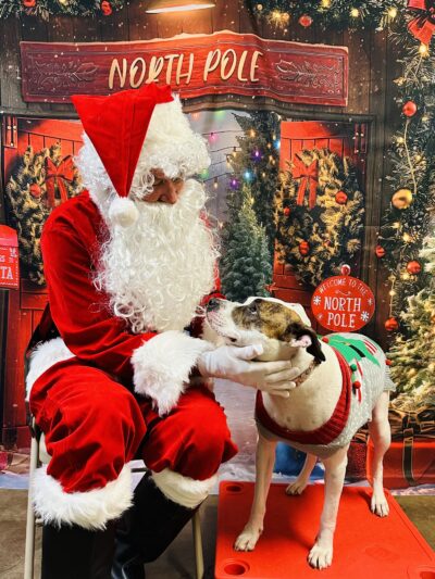 Petite Paws Pet Hotel - Dubach, LA