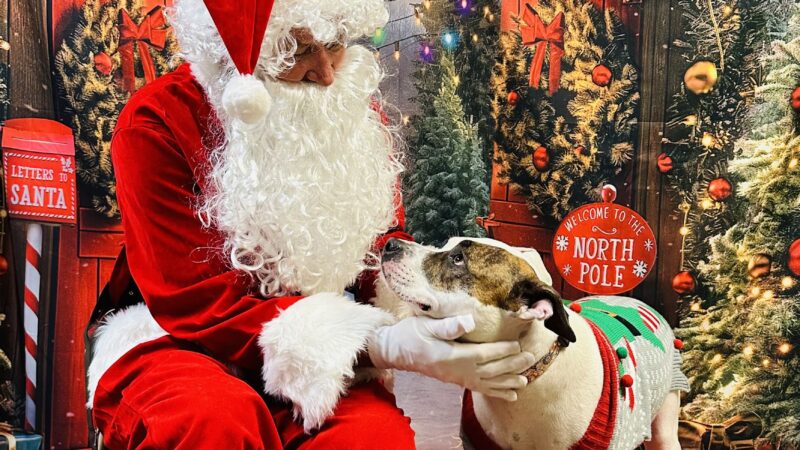 Petite Paws Pet Hotel - Dubach, LA