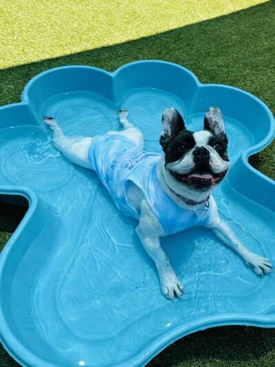 Petite Paws Pet Hotel - Dubach, LA