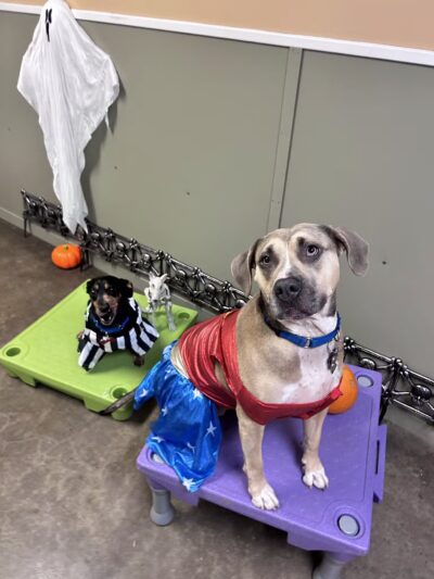 Petite Paws Pet Hotel - Dubach, LA