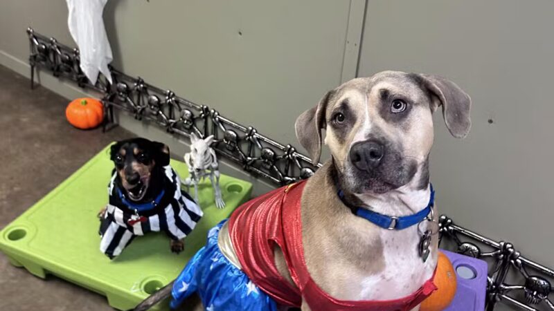 Petite Paws Pet Hotel - Dubach, LA