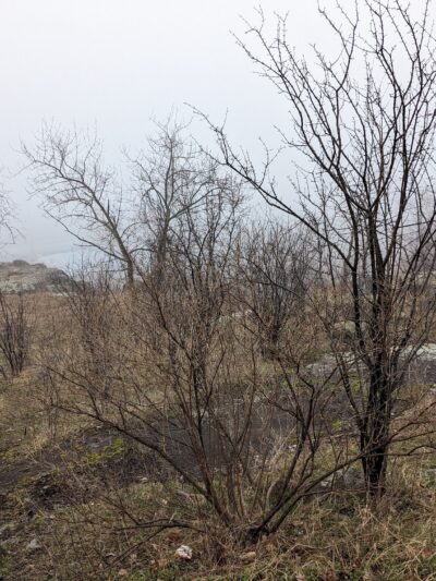 Central Park - Duluth, MN