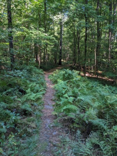Dutton Pines State Park - Dummerston, VT