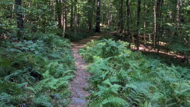 Dutton Pines State Park - Dummerston, VT