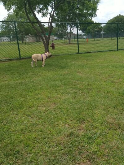 Bark Park - Duncan, OK