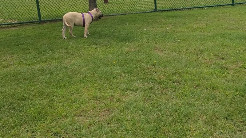 Bark Park - Duncan, OK
