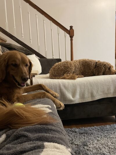 Sugar Run Pet Resort - Duncansville, PA