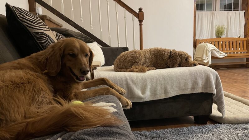 Sugar Run Pet Resort - Duncansville, PA