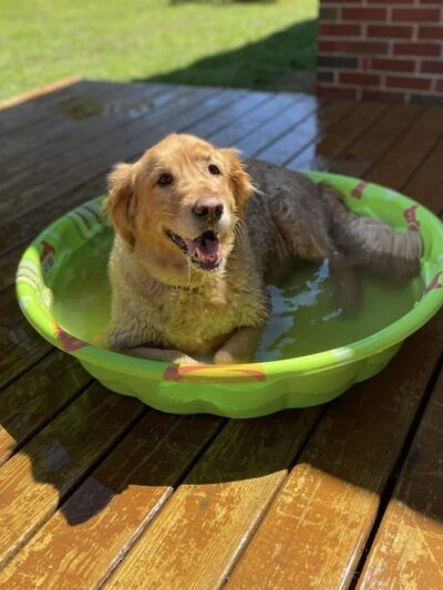 Sugar Run Pet Resort - Duncansville, PA