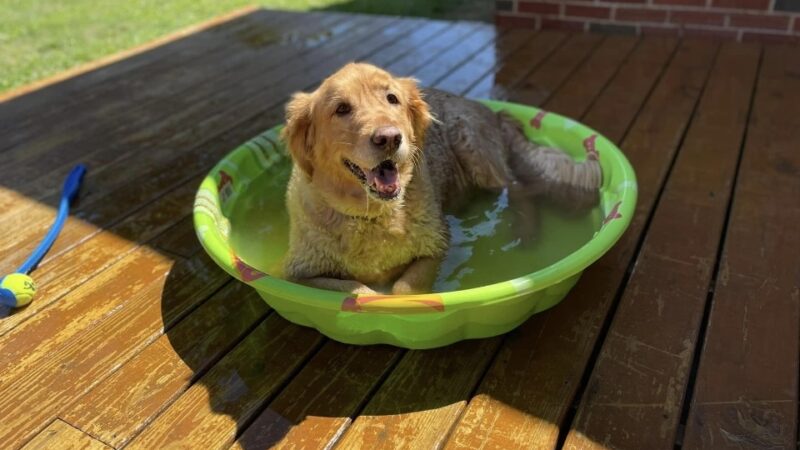 Sugar Run Pet Resort - Duncansville, PA