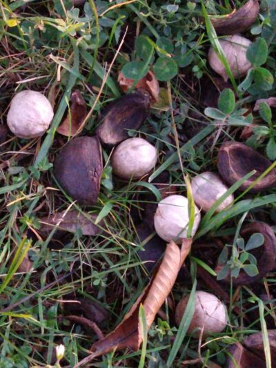 Kochs Field - Dunkirk, NY