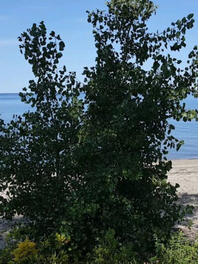 Point Gratiot Park - Dunkirk, NY