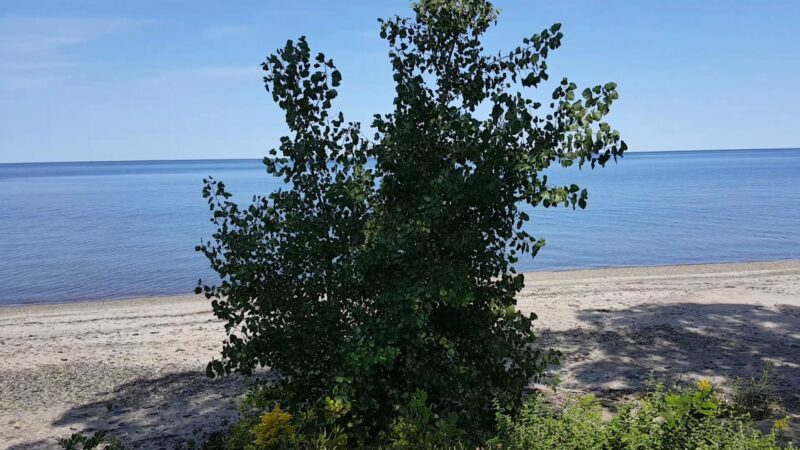 Point Gratiot Park - Dunkirk, NY