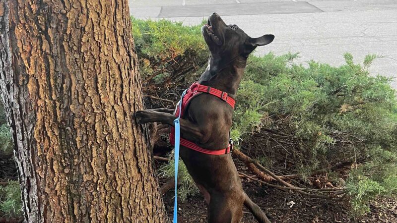 Dunn Loring Dog Walking - ,