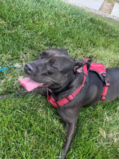 Dunn Loring Dog Walking - ,