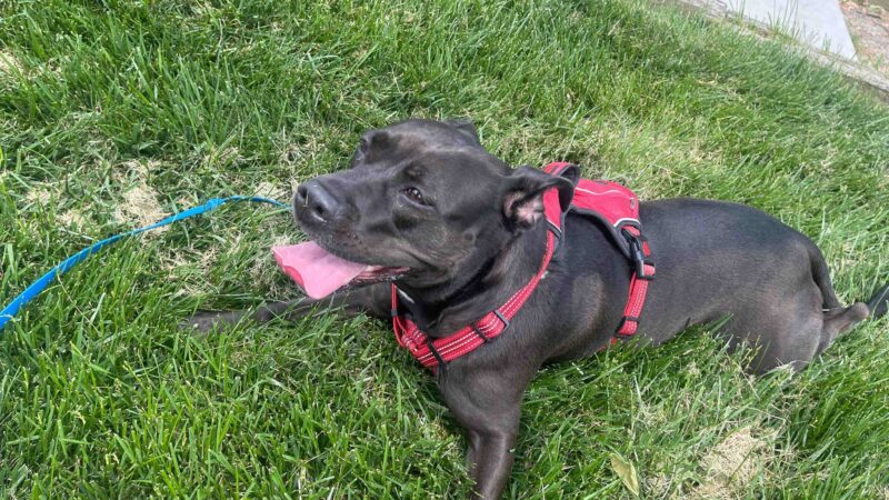 Dunn Loring Dog Walking - ,