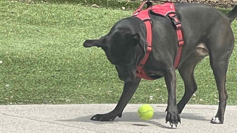 Dunn Loring Dog Walking - ,