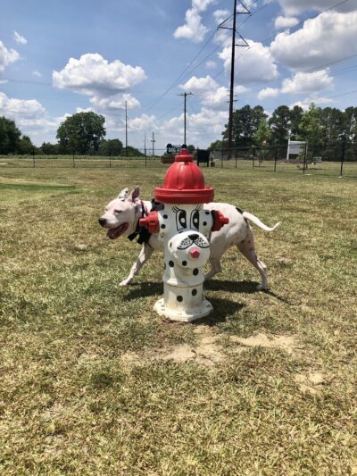 Dunn Dog Park - Dunn, NC