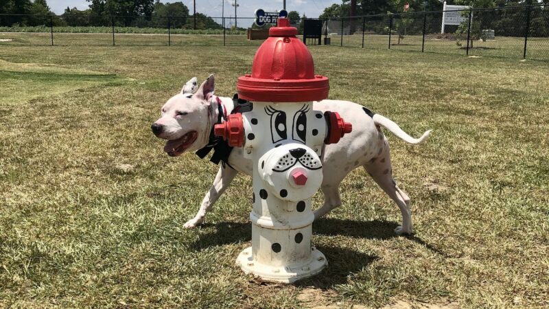 Dunn Dog Park - Dunn, NC