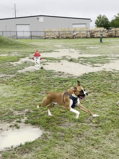 Dunn Dog Park - Dunn, NC