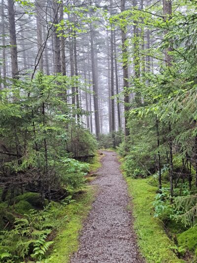 Gaudineer Scenic Area - Durbin, WV