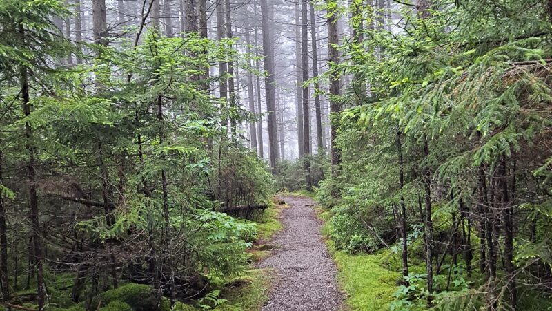 Gaudineer Scenic Area - Durbin, WV