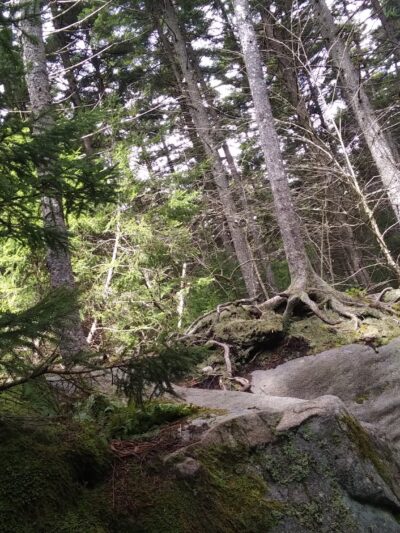 Gaudineer Scenic Area - Durbin, WV