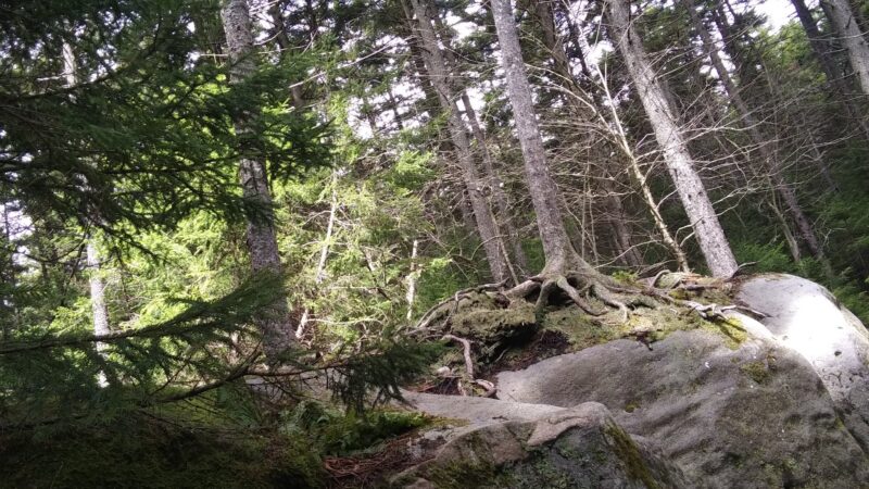 Gaudineer Scenic Area - Durbin, WV